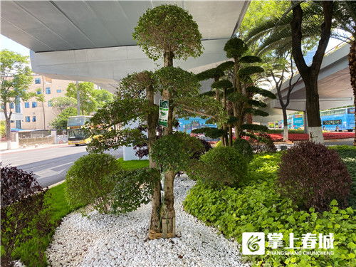 昆明市政园林 精品化 试点 采莲桥下现 枯山水 园林景观