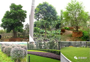 园林景观植物 设计中的生命与灵魂——基础认知与设计要点